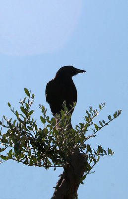 Crow silhouette