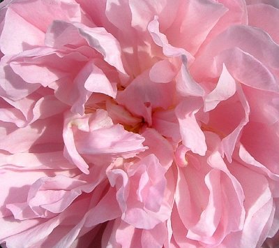 pretty in pink