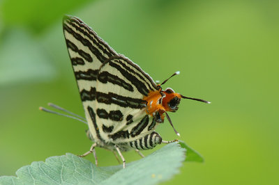 Cheating butterfly -Spindasis lohita