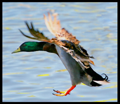 Landing Gears Down