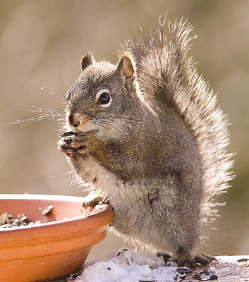 Colorado Pine Squirrel