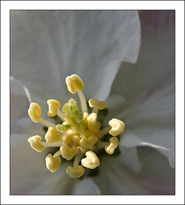 Apple blossom