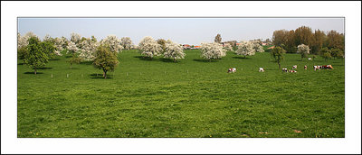 Haspengouw landscape