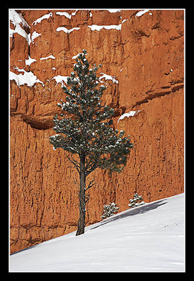 Tree, Snow, Rock