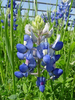 Spring Bluebonnets