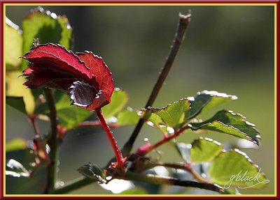 Leaves in Red & Green