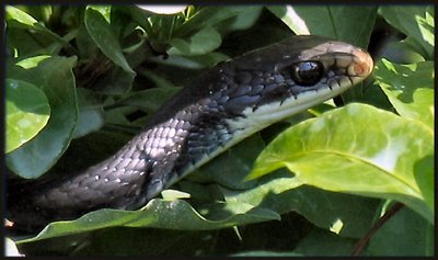 Lurking in the Bushes