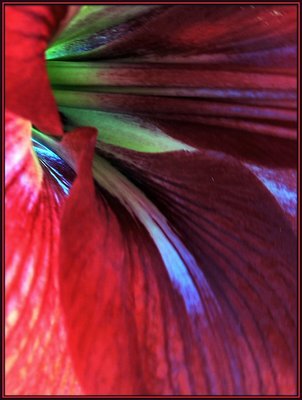 Hibiscus Abstract