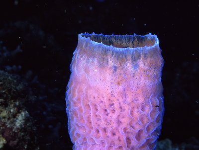 Vase Sponge