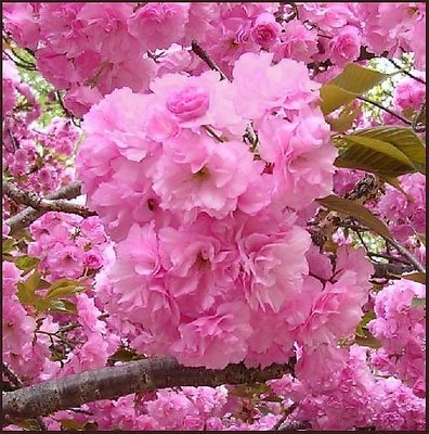 Flowering crabapple