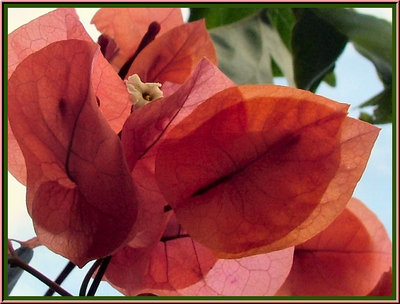 Brick bougainville (2)