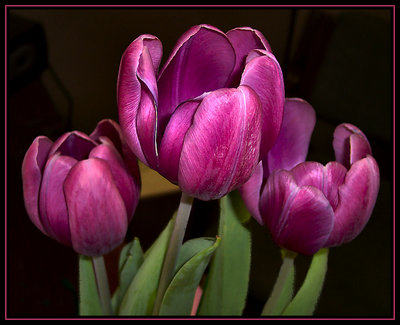 Tulips x 3