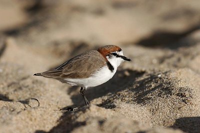 Red Capped Plover