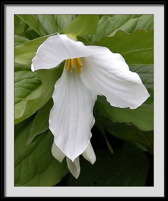 trillium