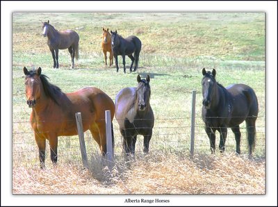 Alberta Range Horses
