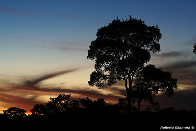 Pantanal Sunset