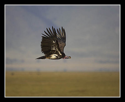 Lappet-Faced Vulture in Flight