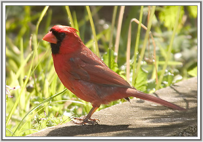 Red Bird