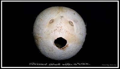 Coconut Shell with a Face