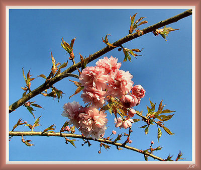 Blossom Tree