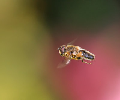 Hoverfly....