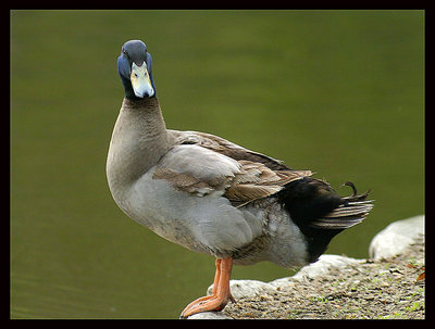 Duck stare