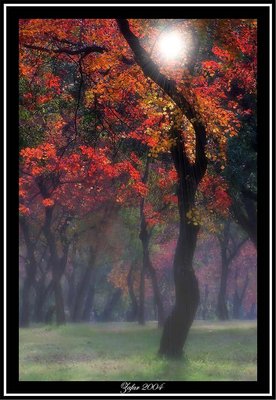 "Backlit Autumn leaves in Clearing Morning Mist" 