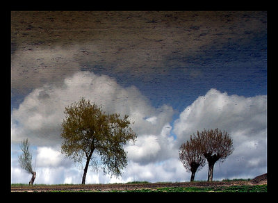 paddy field reflection