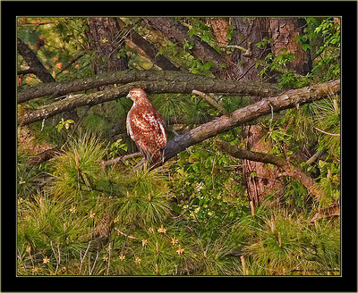 Red Tailed Hawk (Buteo)
