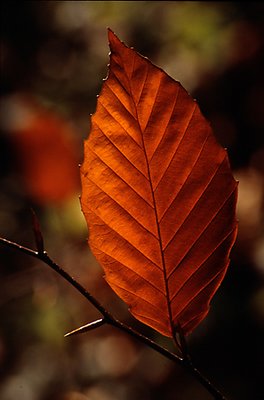 Fall Leaf #1