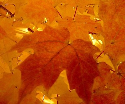Golden Glow