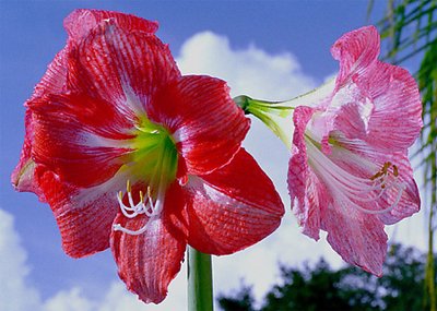 Amaryllis