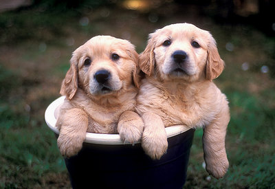 Potted Puppies