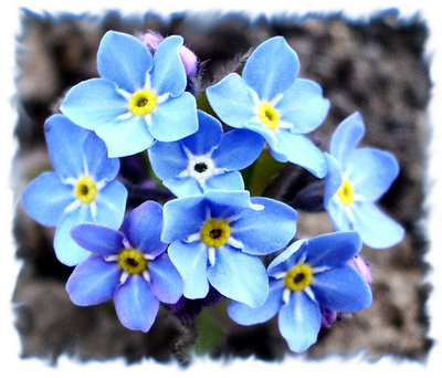 Small blue flowers