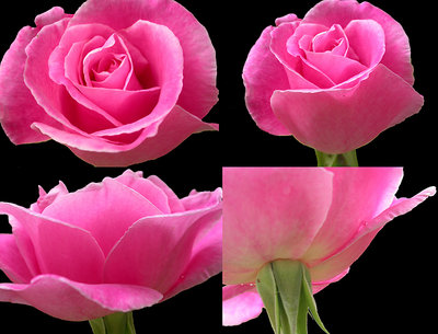 damascus rose
