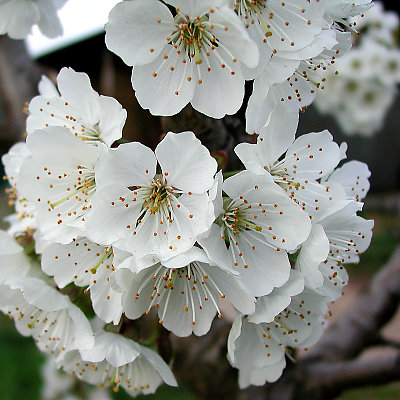 cherry blossoms