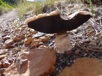 Mushroom trail