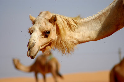 Hippy Camel