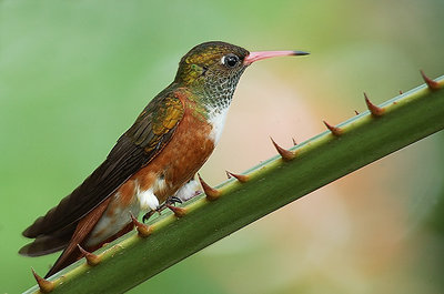 Hummingbird