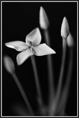 Ixora 2