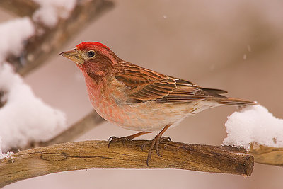 "When is Spring?" says the bird.