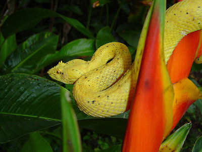 Eyelash pit viper