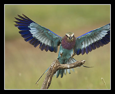 Lilac-Breasted Roller Landing