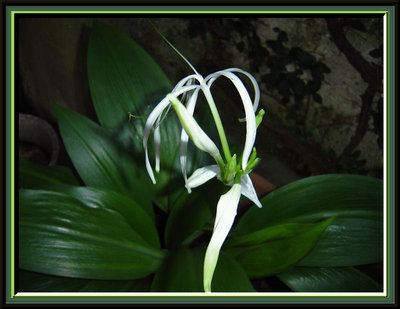 Lily at night