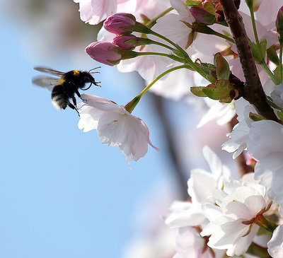 Cherry blossom