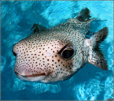 Puffer Fish