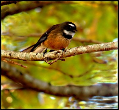 Fantail