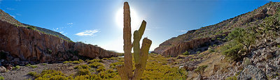 Cactus - Rumland