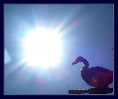 A goose splash