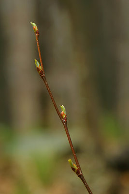 Spring Twig